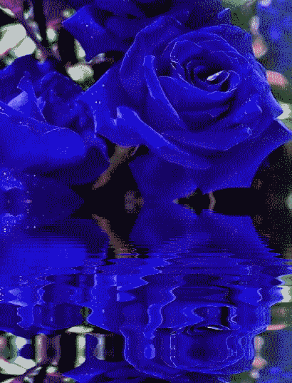 rose bleu